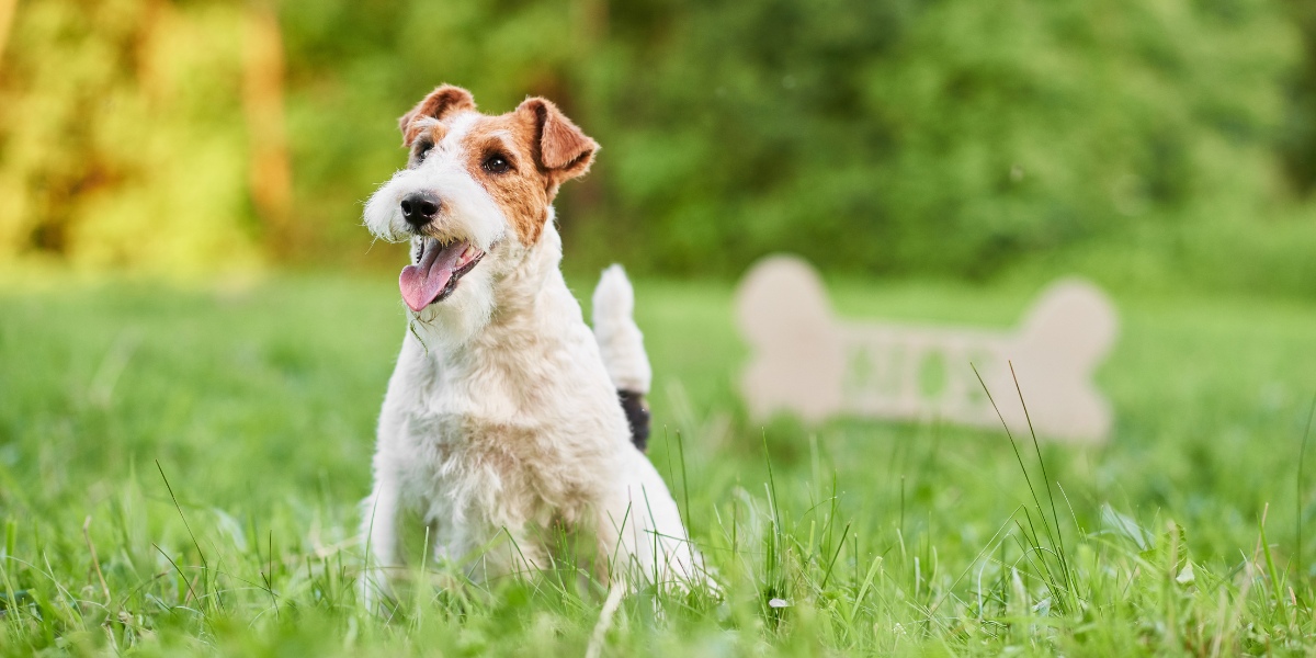 aprender de los perros