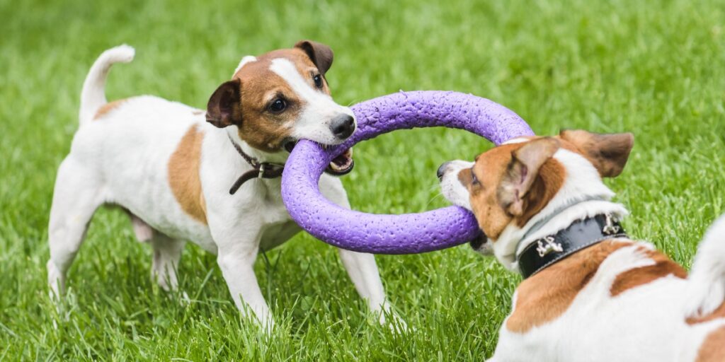 aprender de los perros