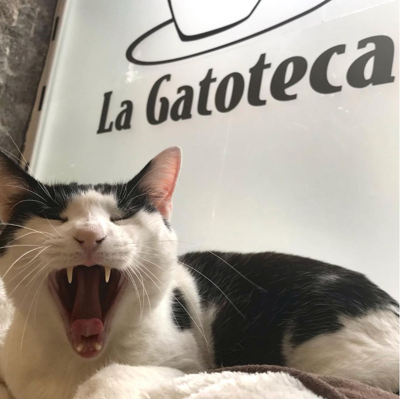 LAGATOTECA3 - empleo abriga