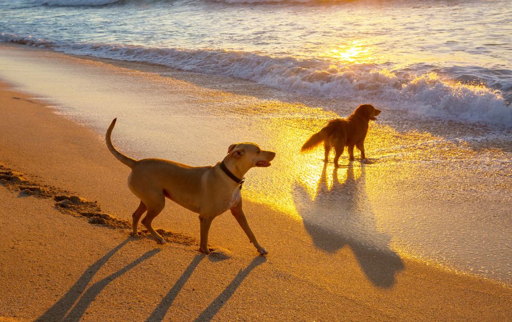 Perros leishmaniosis- 2