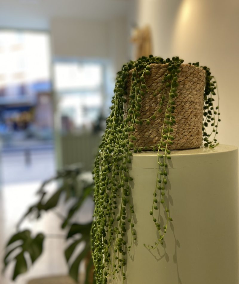 3 GREENERY- Jose Munoz