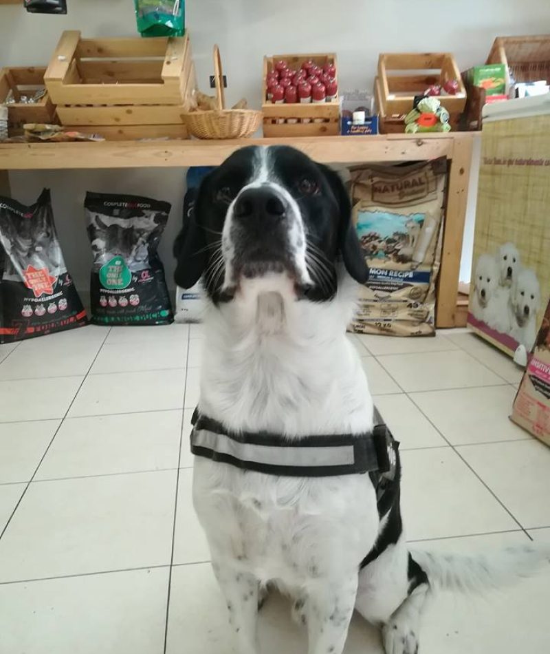 34683779_818013748384061_113140777290301440_n