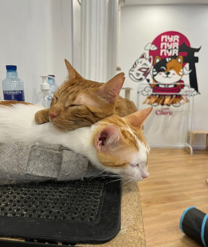 LAGATOTECA2 - empleo abriga