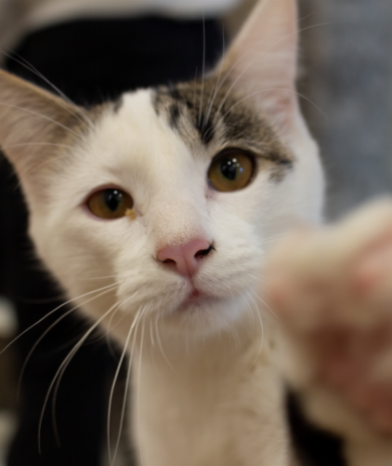 LAGATOTECA4 - empleo abriga