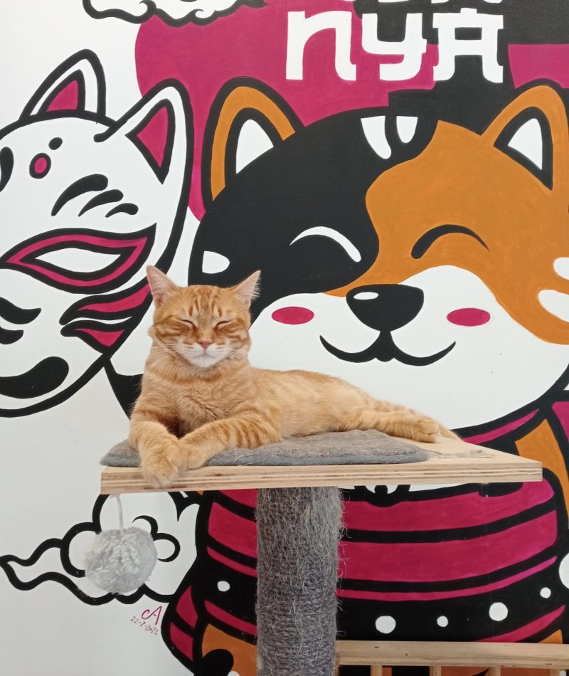 LAGATOTECA7 - empleo abriga